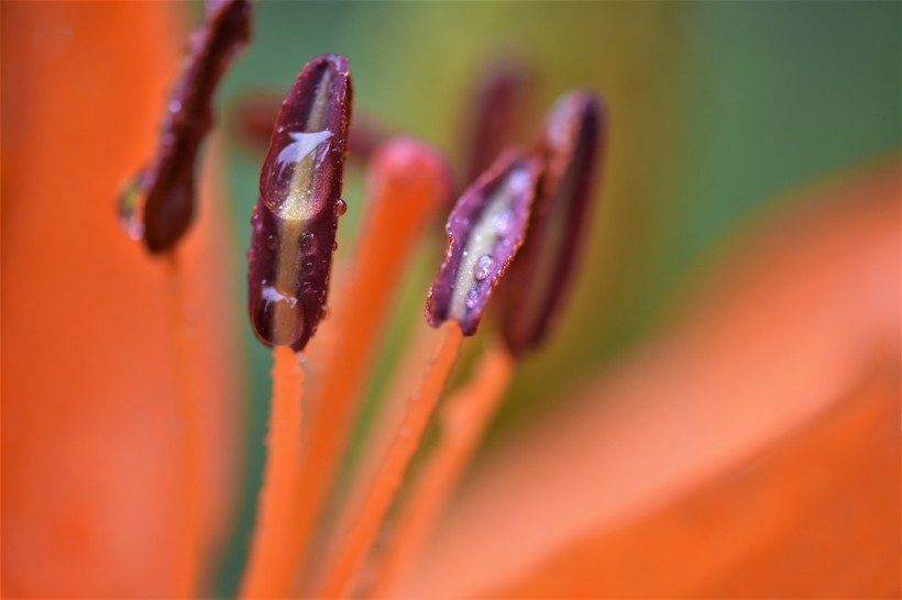 辽宁省自考电子商务属于哪个门类?(图1) 辽宁省自考电子商务属于哪个门类?(图1)